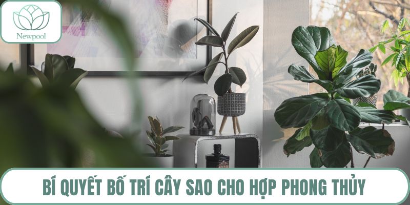 Bí quyết bố trí cây sao cho hợp phong thủy