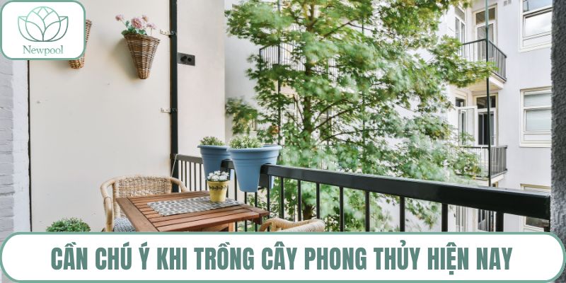 Cần chú ý khi trồng cây phong thủy hiện nay