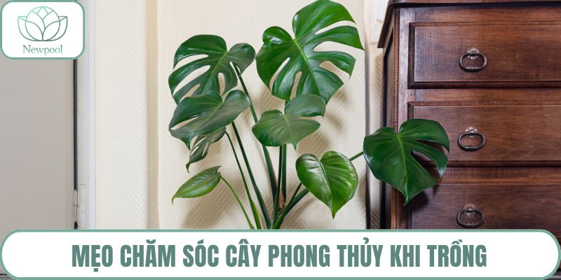 Mẹo chăm sóc cây phong thủy khi trồng
