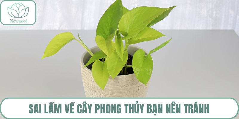 Sai lầm về cây phong thủy bạn nên tránh
